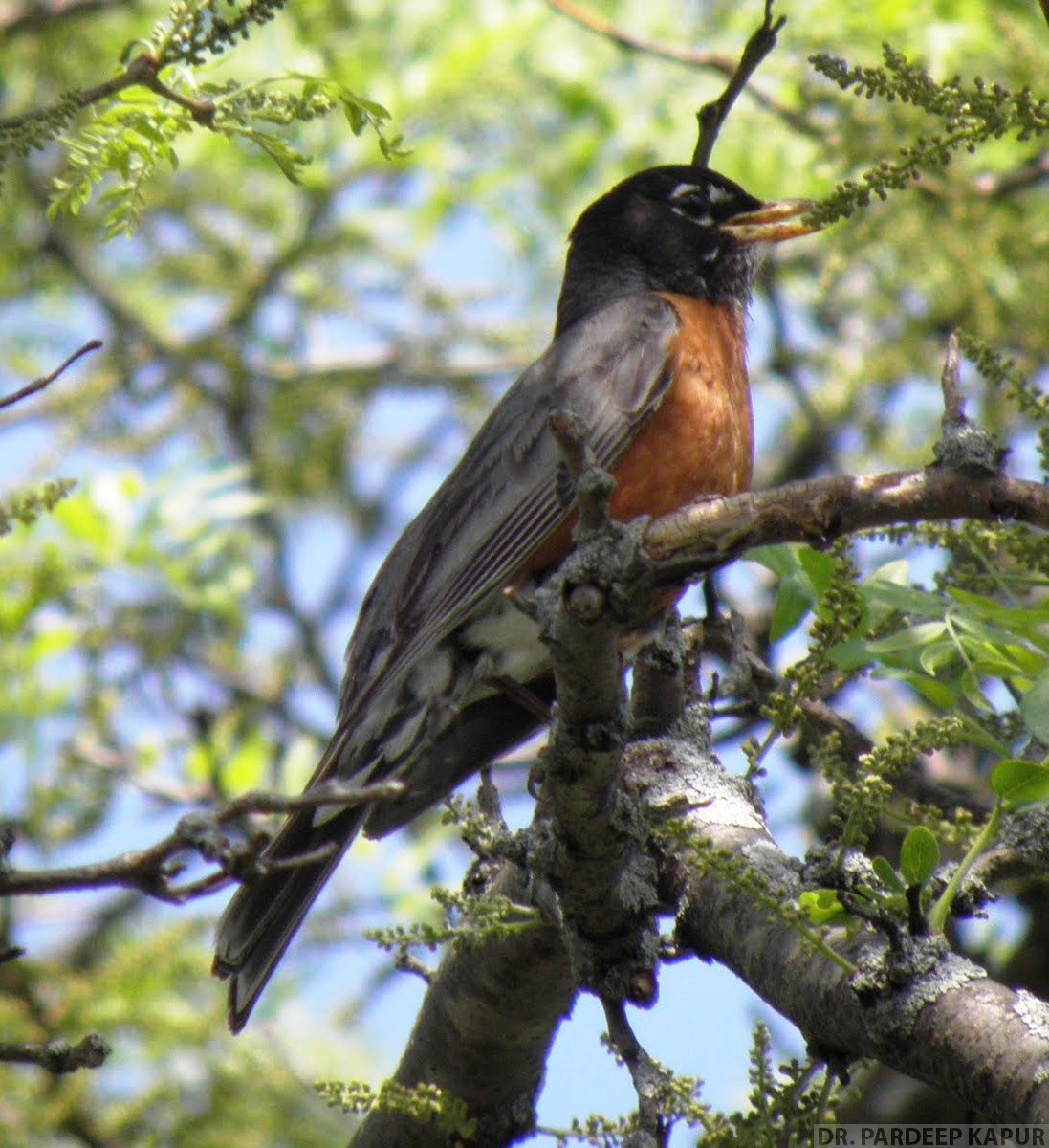 BIRDS OF AMERICACHICAGO Indian Birds